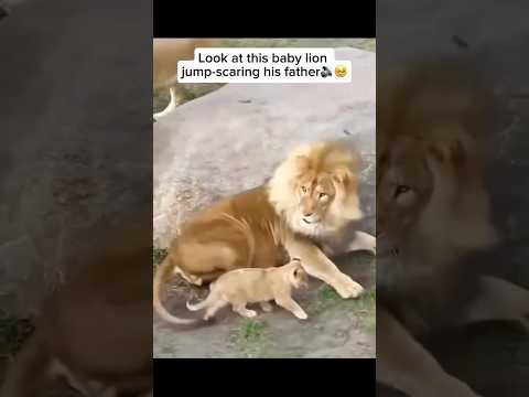 LOOK AT THIS BABY LION JUMP-SCARING HIS FATHER 🔊🥹