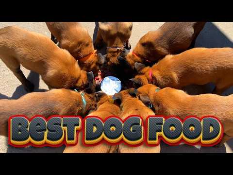 ❎Czy przekarmiasz swoje 7-tygodniowe szczenięta?