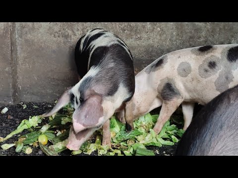 , title : 'Blue Pig | pig breeds | swine management | pig husbandry | Agri Life with Dilupa Akalanka'