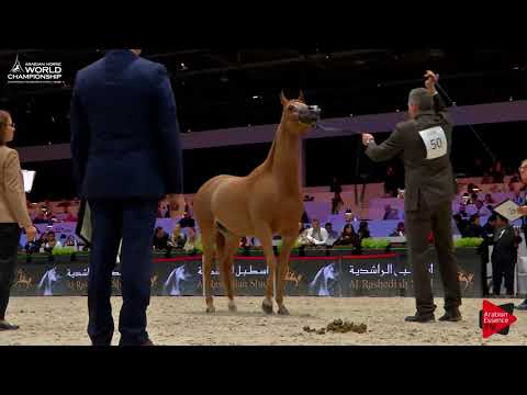 N.50 DELIGHT'S DIVAH RB - Paris 2017 - Senior Mares (Class CM3A)