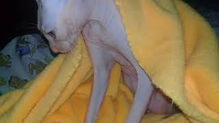 Кошка когтит свой пушистый плед