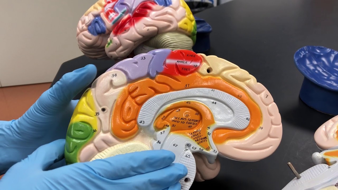Brain Model
