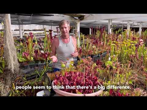 How to Grow Sarracenia purpurea