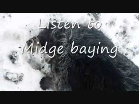 Teckel to ground with fox 2010