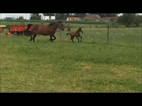 Filly 2021 (Untouchable 27 x Larnaca de Muze v.Bamako)