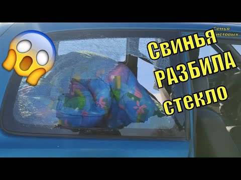 Свинья РАЗБИЛА стекло. Перестановка. Книги/Семья Фетистовых