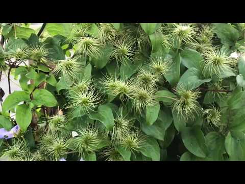 , title : 'What to do with clematis when they are done flowering'