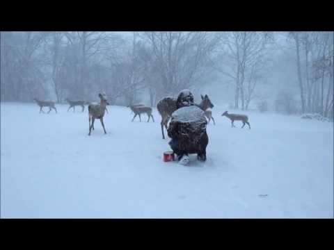 Ep 3:  Feeding my deer friends in the snow :-)  Jan 2017