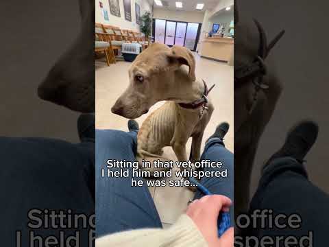 I Found a Starving Dog on the Side of the Road #animals #shorts #animalsrescue