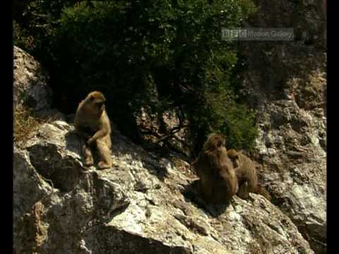 Part 2 Alien Animals - BBC Planet Wild