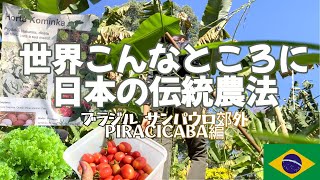 日本の裏側のブラジルで日本の伝統農法が守られていました、サンパウロ、ピラシカバ