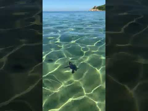 Procchio, tartaruga marina nasce in pieno giorno e nuota in mare #isoladelba #tartarugamarina