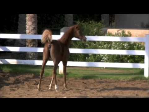 Straight Egyptian Filly unnamed ( El Thay Kamil X Amira Sakr)