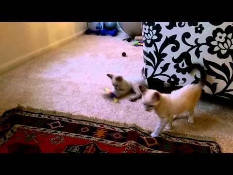 Nora and Najma discover cat toys