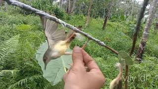 Download lagu Mp3 Pikat Burung Ciblek paling ampuh mp3 Download lagu Mp3 Pikat Burung Ciblek paling ampuh mp3