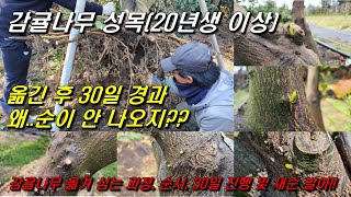 감귤나무에서 새순이 안 나오는 이유??!! : 옮겨 온 성목(20년생이상) 키우기!!