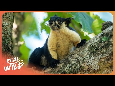 Meet The Giant Squirrels Of Asia | Life In The Animal Kingdom S2E6 | 4K