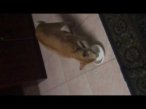 My cat ate my yogurt 🍲 bowl!