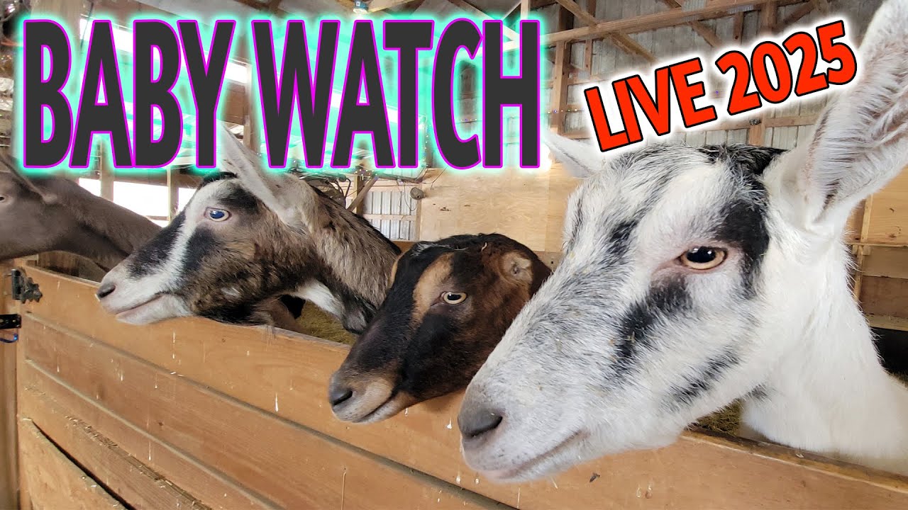 BABY WATCH LIVE ANYDAY - COME FOLLOW ALONG - SYMAN SAY FARMS