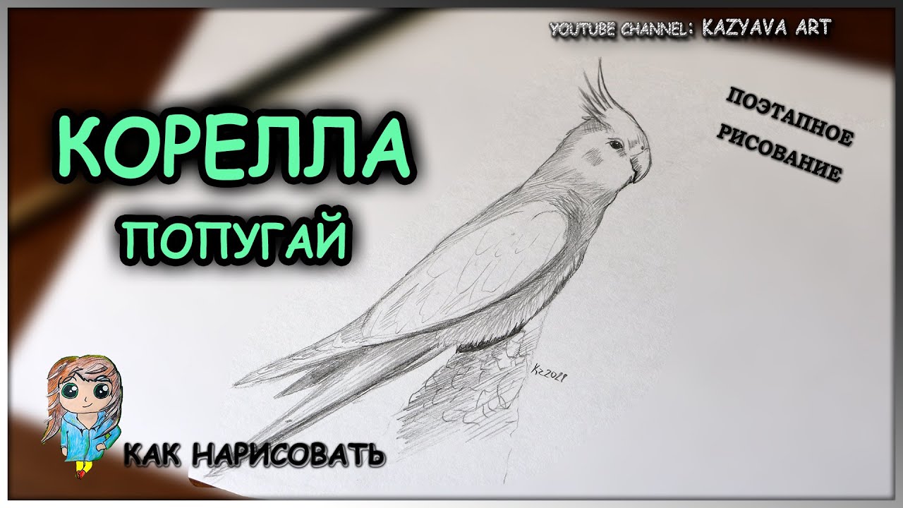 Как нарисовать попугая Корелла в полный рост карандашом поэтапно.