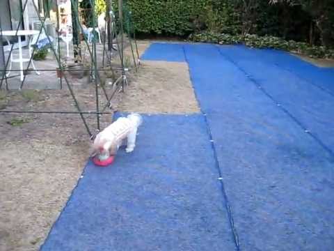 ボール大好き！