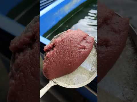 Goldfish favourite food