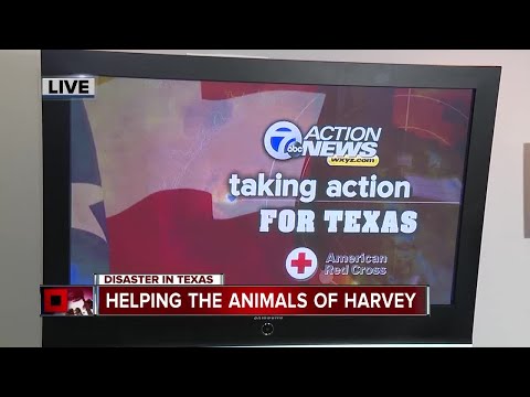 download lagu mp3 mp4 Donate To Texas Flood Victims, download lagu Donate To Texas Flood Victims gratis, unduh video klip Donate To Texas Flood Victims