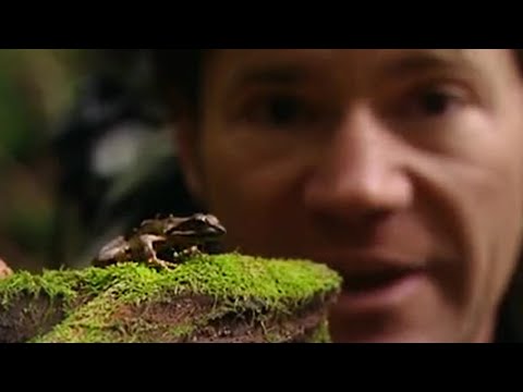 Yakushima Island Frogs | Secret Wilderness: Japan | BBC Earth