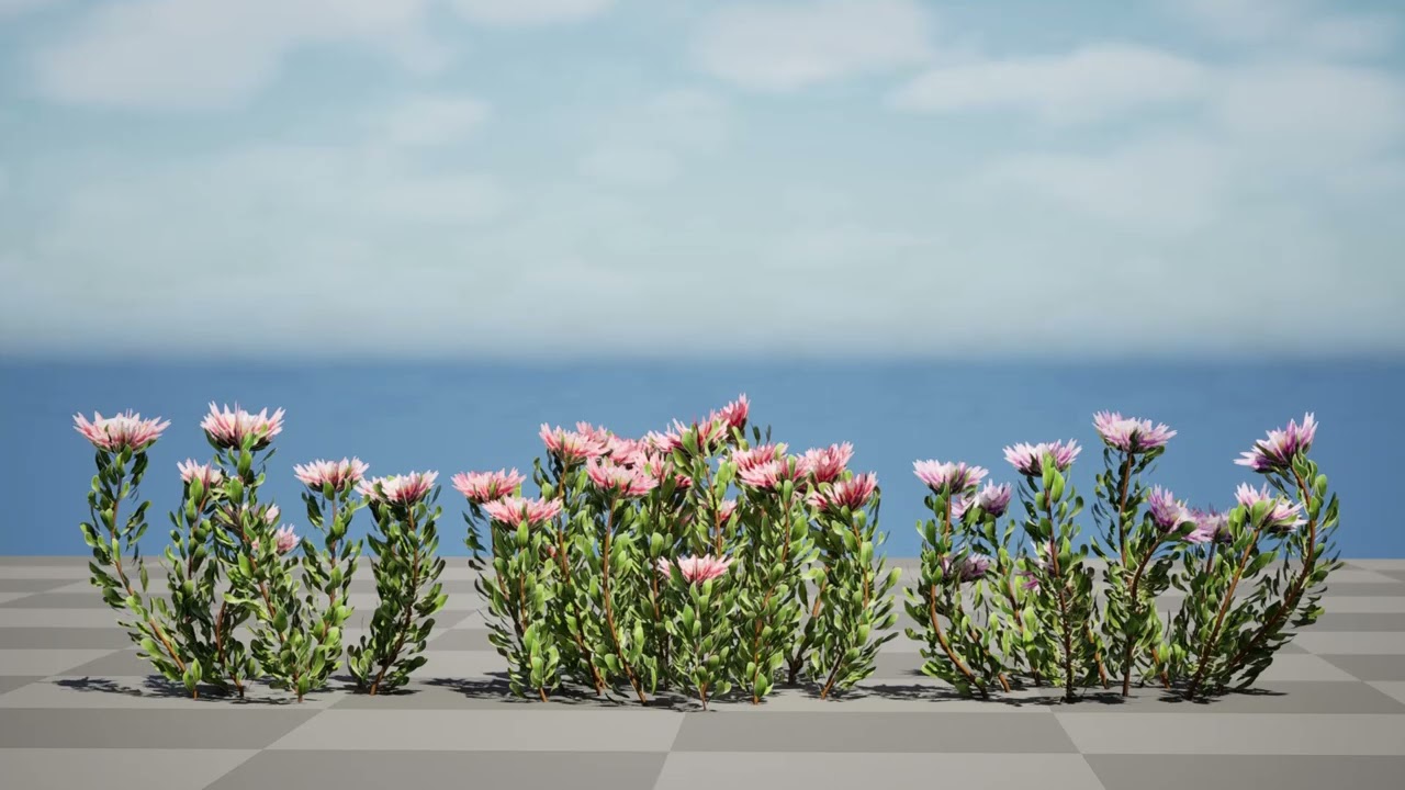 South African King Protea Bushes 3D Model