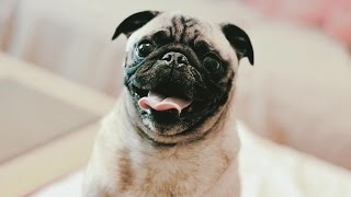 Pug Compilation 14 - Funny Dogs but only Pug Videos | Funny Dogs of Instagram