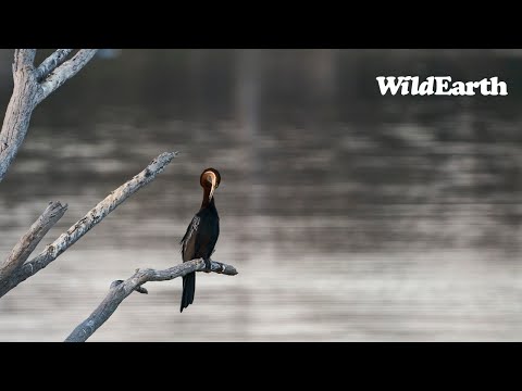 WildEarth - Live at the Waterhole  09 December 2023