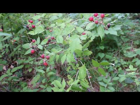 Foraging wild blackberries and raspberries