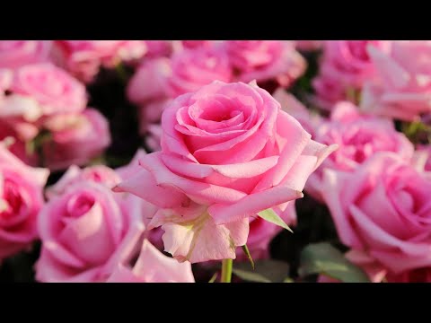 Невероятно вдохновляющая и Бесконечно КРАСИВАЯ МУЗЫКА для души...Красивая музыка на пианино!