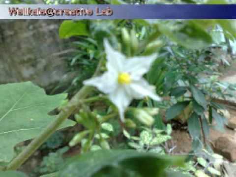 Beautiful Srilankan Flowers - Part 4 - Captured & Edited by Lahiru Madusanka(W@CL)