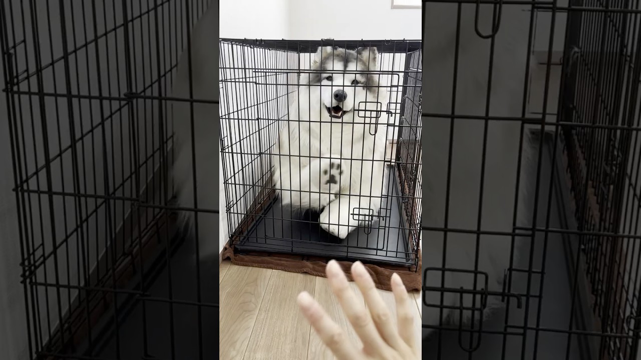 When I put on a realistic dog costume, I got locked in a cage!　#shorts