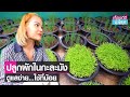 ปลูกผักในกะละมัง สร้างรายได้หลักหมื่นต่อเดือน I เรื่องดีดีทั่วไทย I 19-5-65 | TNN Online รายงาน pdf a4 png