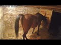 Long Crackling Horse Fart