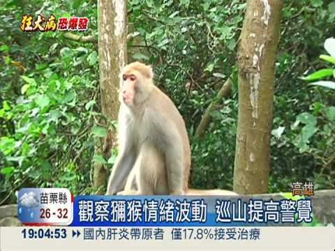 滿山潑猴.野狗到處跑 壽山拉警報