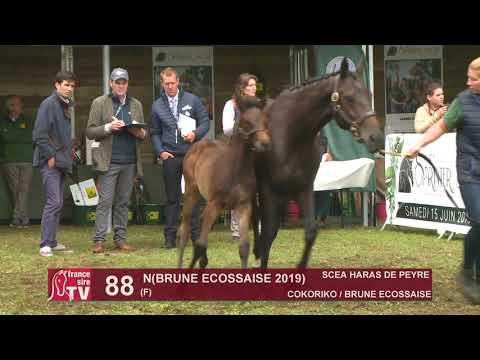 Sprinter Sacré Show 2019 : Lot 88 - N 19 BRUNE ECOSSAISE