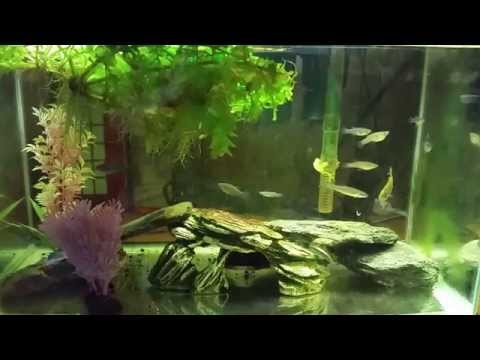 Native Gambusia and Sunfish after exposure to high nitrate levels.