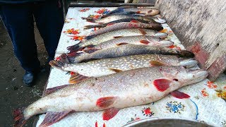 Рыбалка в калмыкии на куме