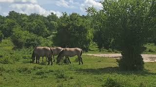 Die Wildpferde (Koniks) in den toten Tälern 1