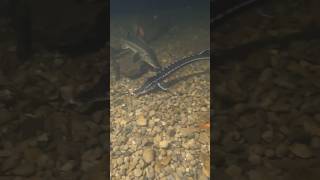 Rehoming Garth Brooks from the eel pit.