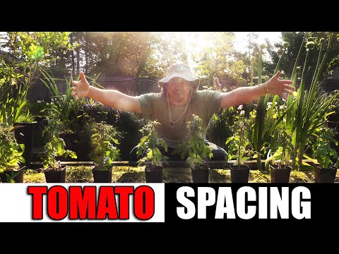 Solutions To Blossom End Rot In Tomatoes etc