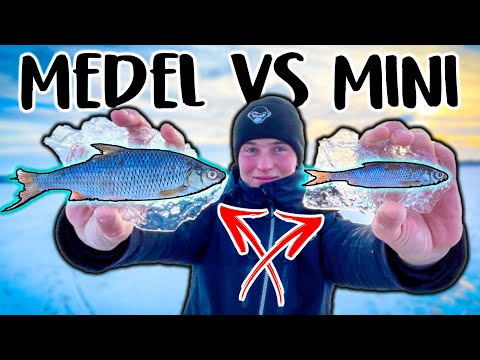 NORMAL vs MINI Baitfish - What Works Best?! | Team Galant