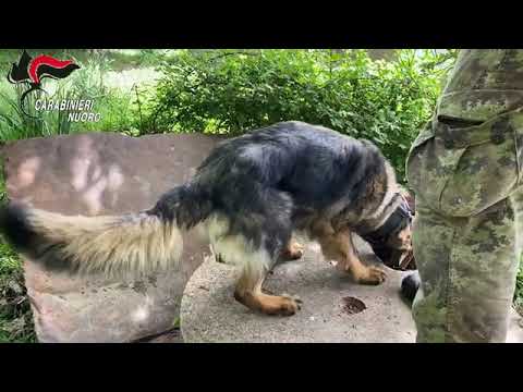 Rapine ai portavalori: blitz dei carabinieri tra le province di Nuoro e Sassari