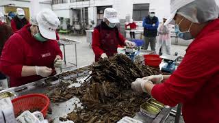 ＃金春勝食品冷凍股份有限公司 ＃老船長鯖魚罐頭 #海洋之星