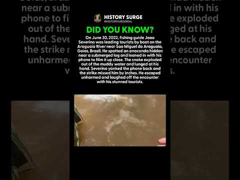 AN ANACONDA EXPLODED OUT OF THE WATER AND MISSED THE GUIDE'S HAND BY INCHES