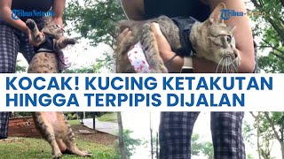 Kocak! Kucing ketakutan hingga Terpipis di Jalan