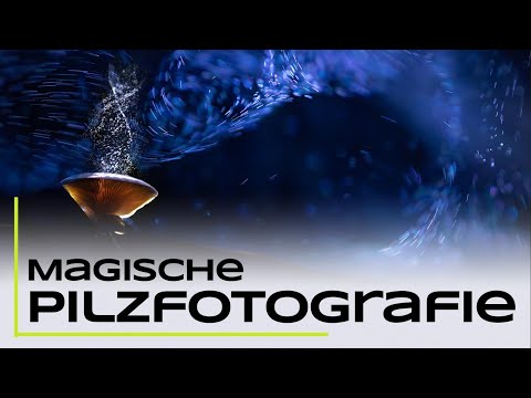 Magische Pilze - Mein bestes Bild 2022